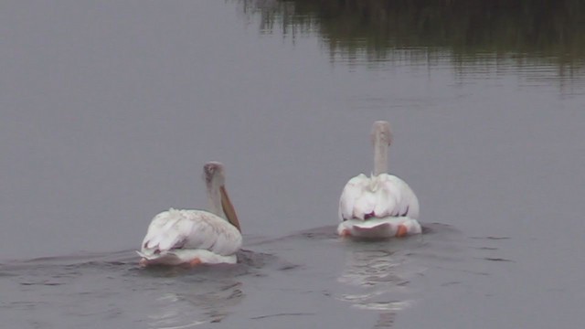 pelikán severoamerický - ML363496011