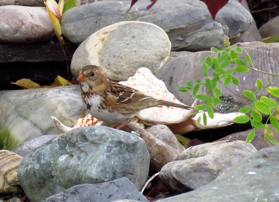 Harris's Sparrow - Sharon Dailey