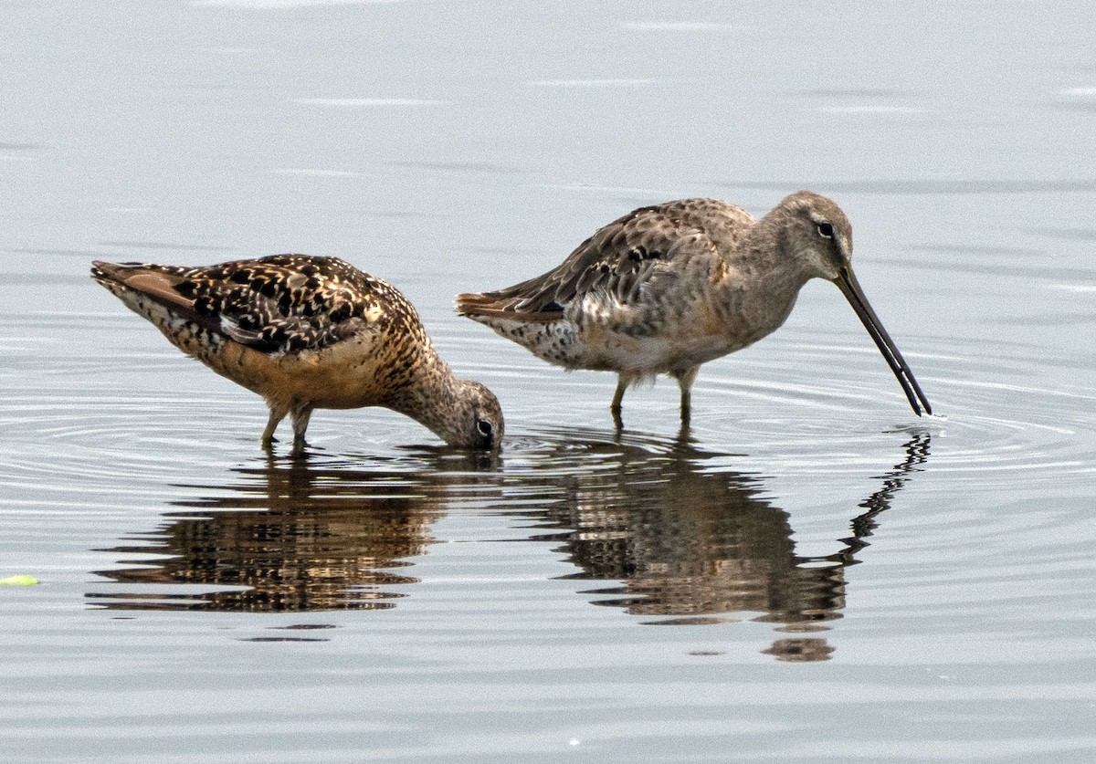 Long-billed Dowitcher - ML363510501
