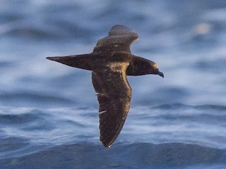  - Fiji Petrel