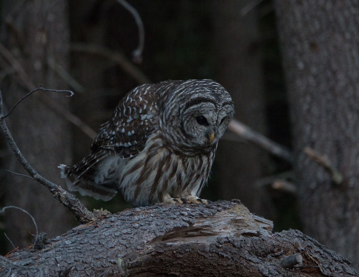 Barred Owl - ML363513461