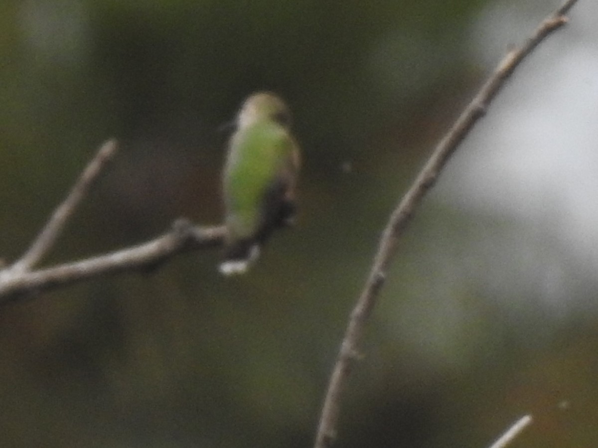 Calliope Hummingbird - ML363517061