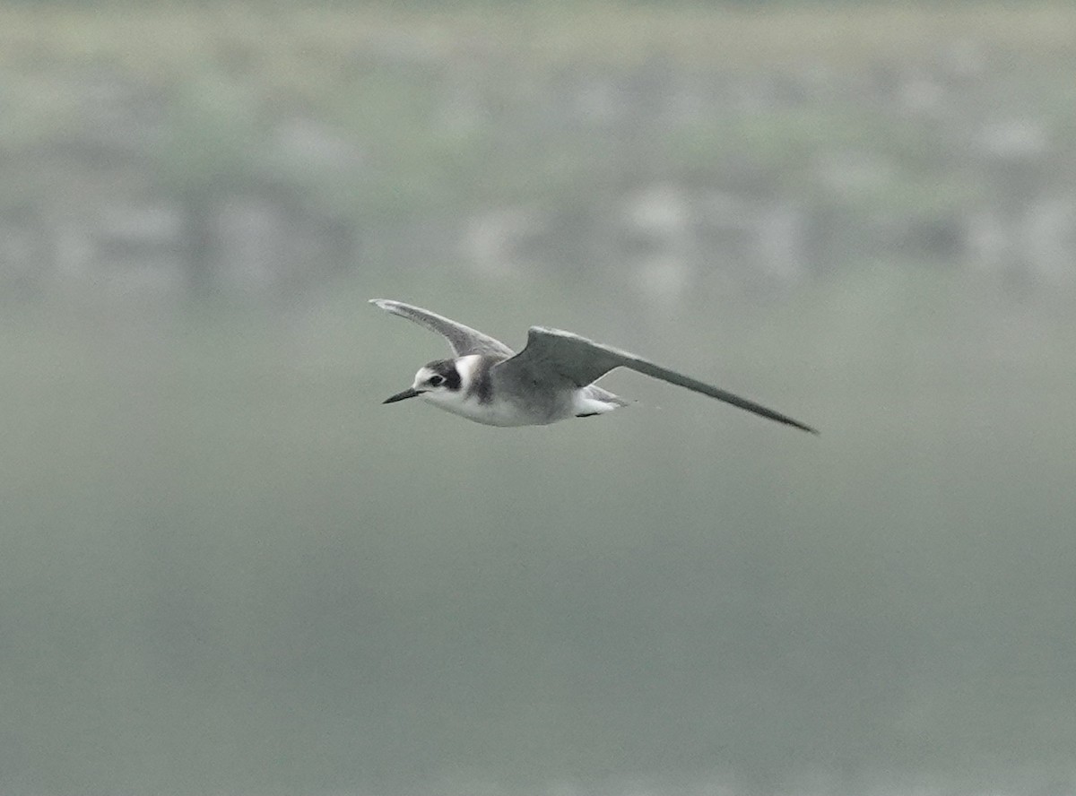 Black Tern - Jeanne-Marie Maher