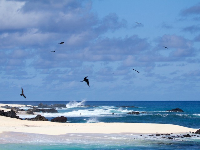 Photos - Ascension Frigatebird - Fregata aquila - Birds of the World