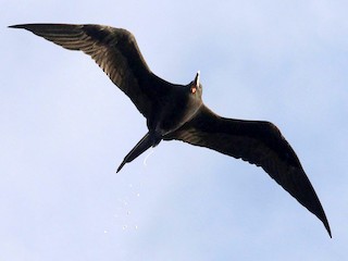  - Ascension Frigatebird
