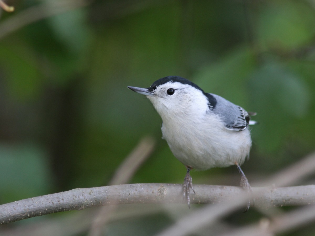 White-breasted Nuthatch - Larry Therrien