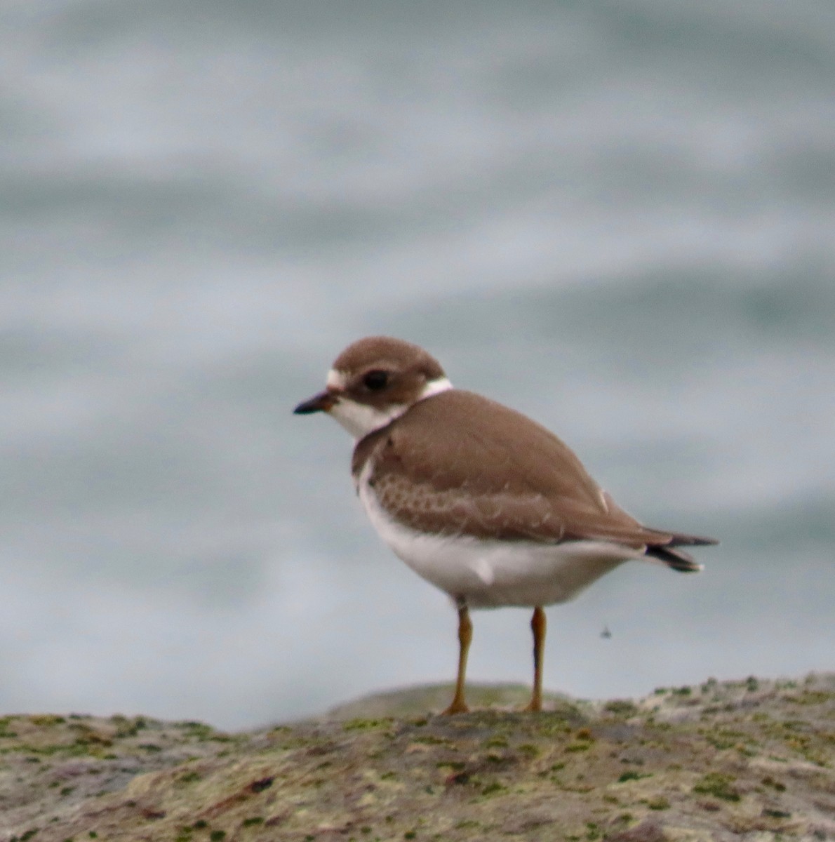 Semipalmated Plover - ML363527701