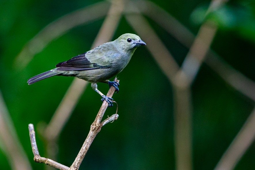 Palm Tanager - ML363527931