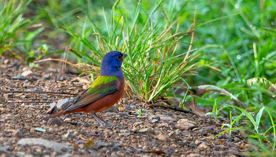 Painted Bunting - ML363527981