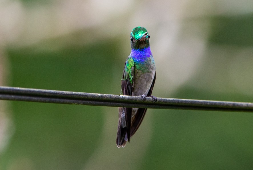 Charming Hummingbird - ML363528891