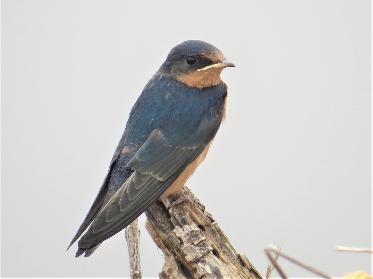 Barn Swallow - Maggie Smith