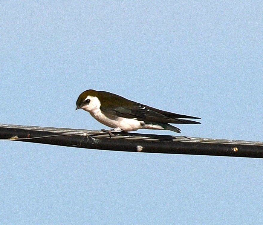 Violet-green Swallow - ML36353091