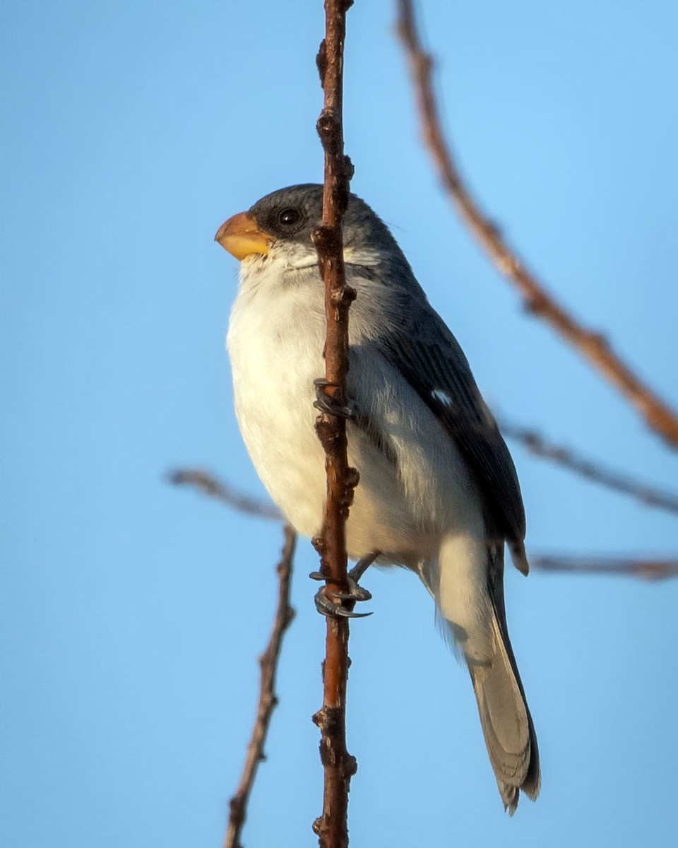 White-bellied Seedeater - Graciela  Neira