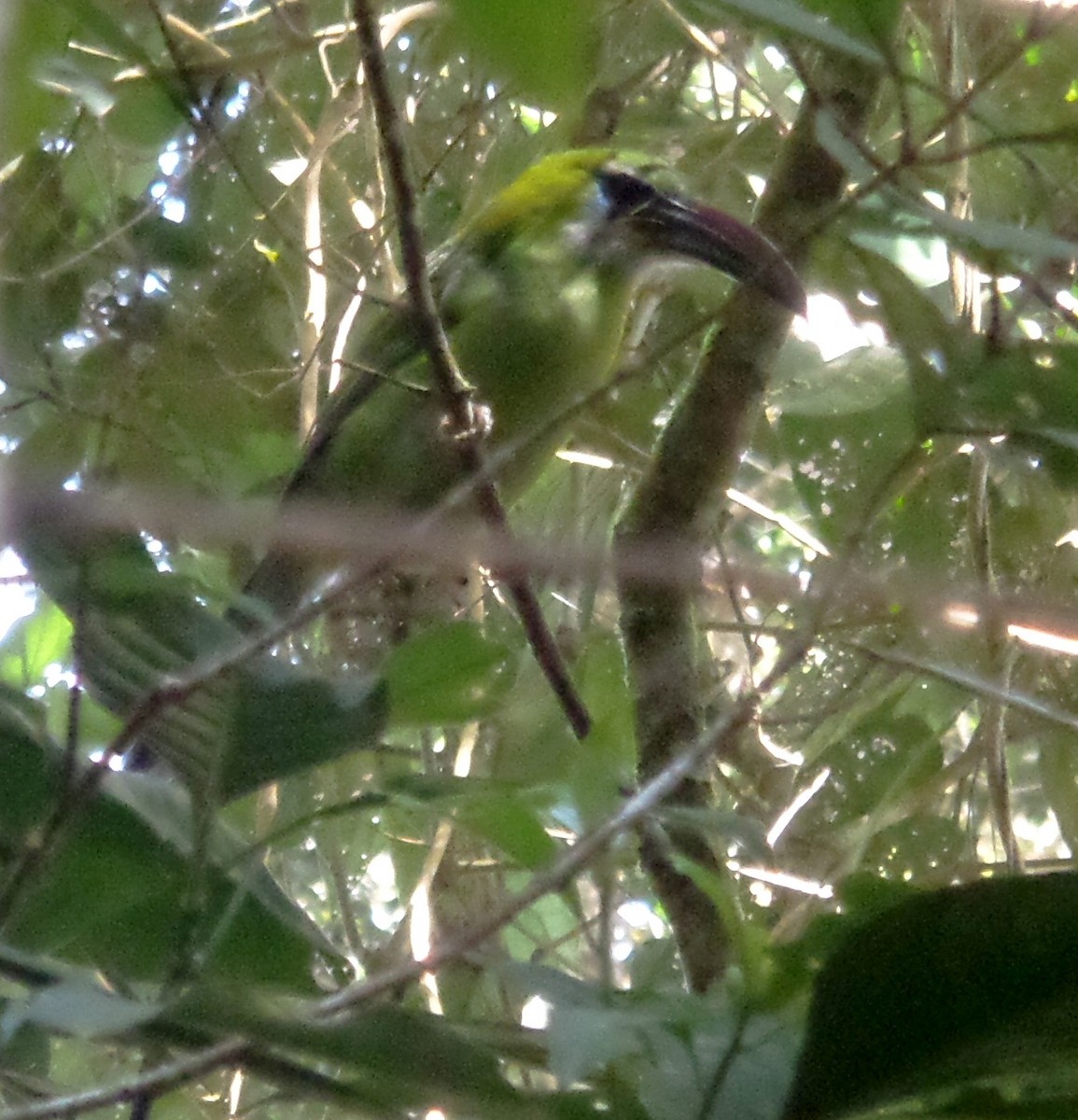 Groove-billed Toucanet - ML363543011
