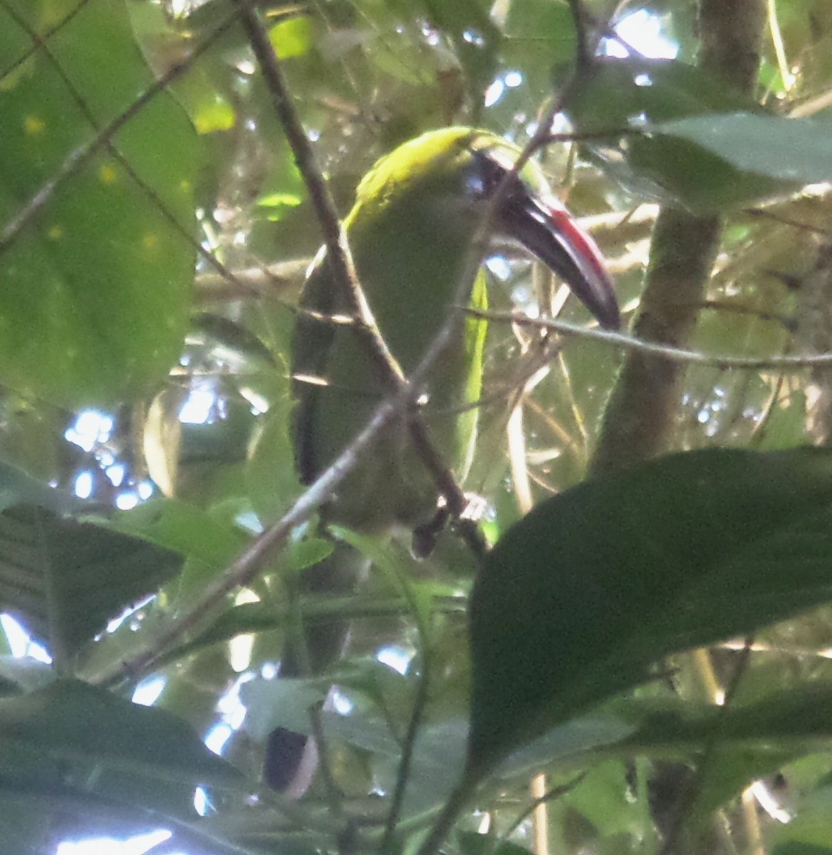 Groove-billed Toucanet - ML363543051