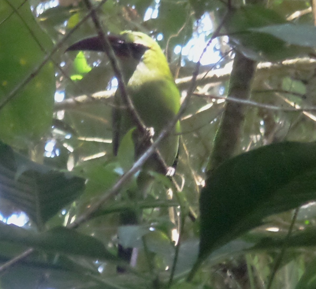 Groove-billed Toucanet - ML363543081