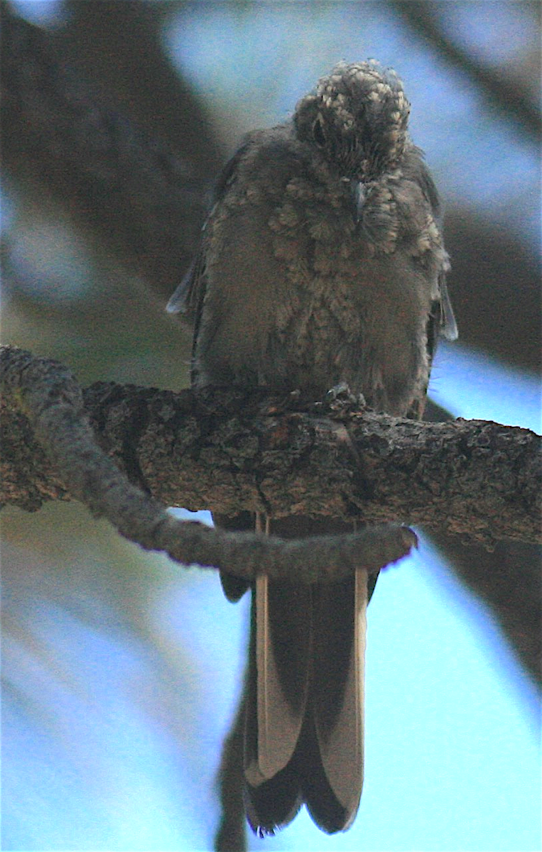 Townsend's Solitaire - ML363544561