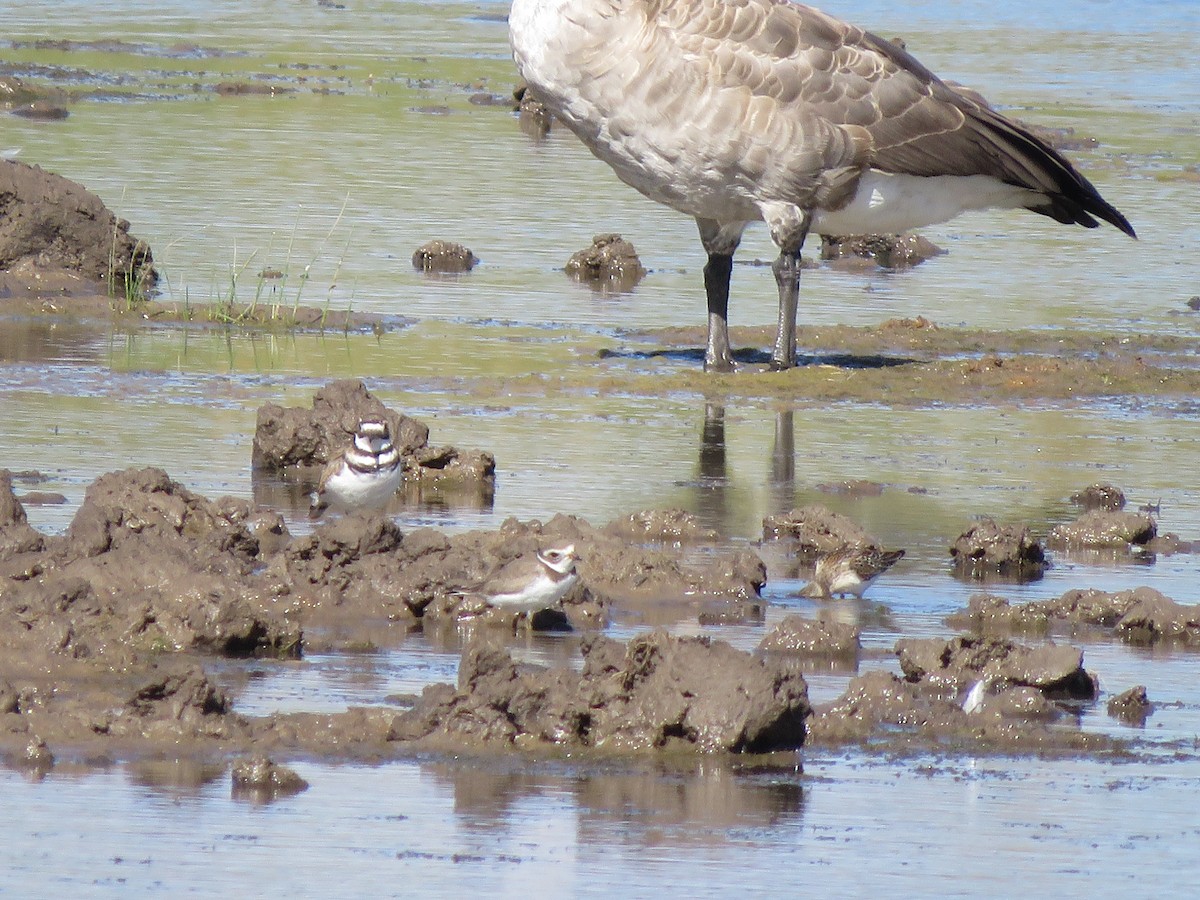 Semipalmated Plover - ML363545031