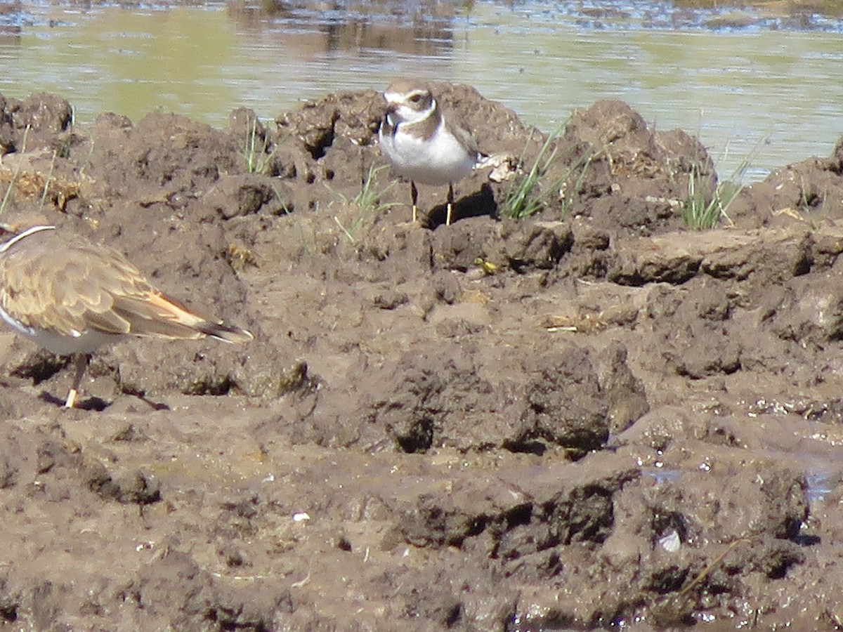 Semipalmated Plover - George Steele