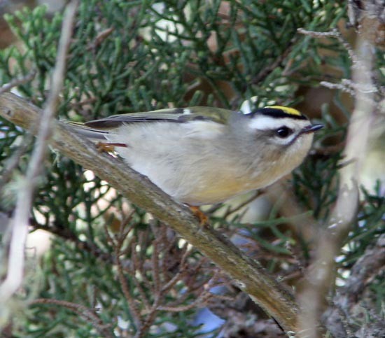 Golden-crowned Kinglet - Don Roberson