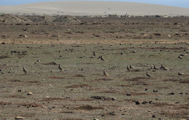 During nonbreeding season Tawny-throated Dotterel gathers in loose flocks for feeding. - Tawny-throated Dotterel - 