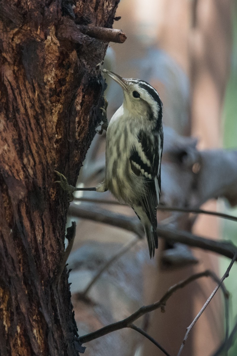 Black-and-white Warbler - ML36355431