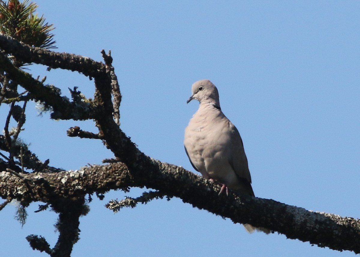 Eurasian Collared-Dove - ML363561551
