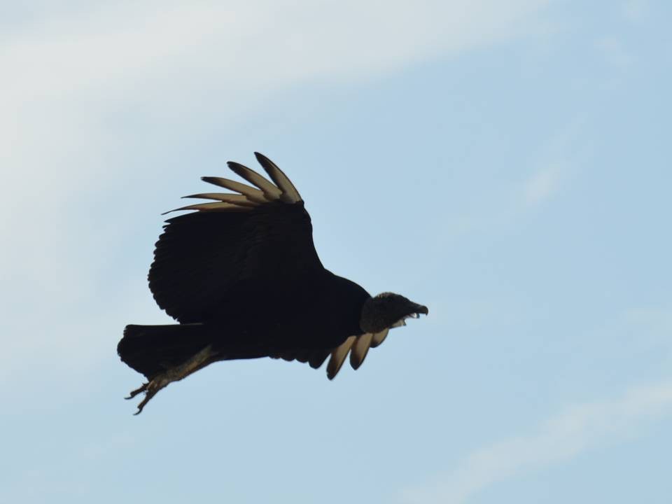 Black Vulture - ML363566511