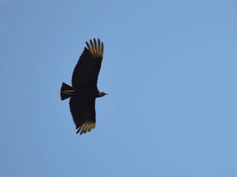 Black Vulture - Pedro Javier Arriaga Aguirre