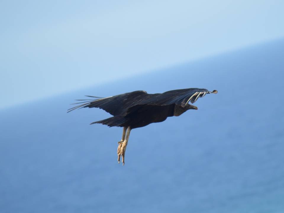 Black Vulture - ML363566531