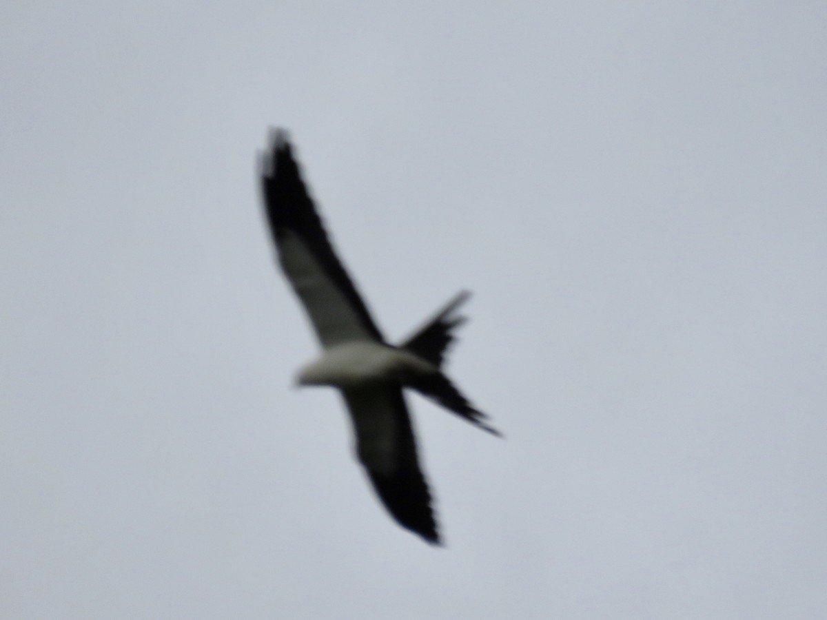 Swallow-tailed Kite - ML363571051