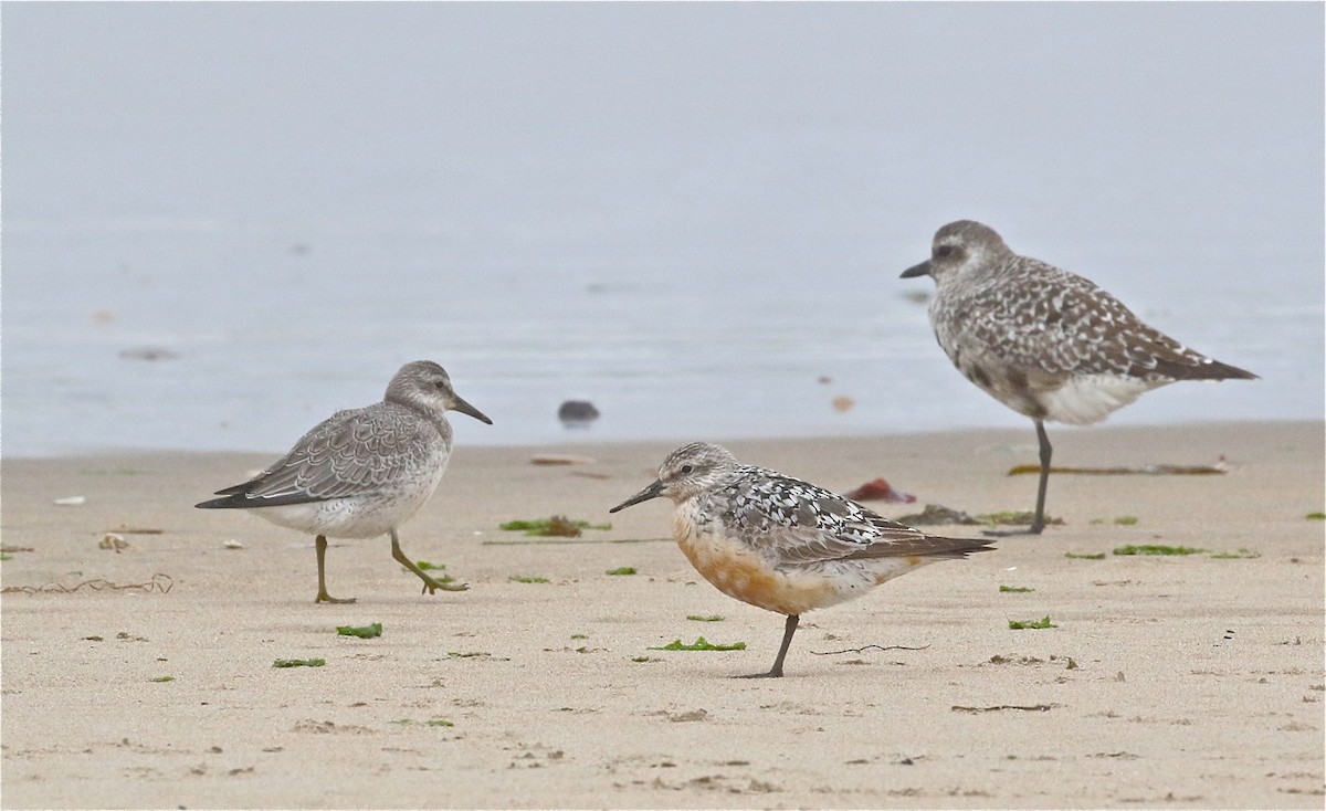 Red Knot - ML363576641