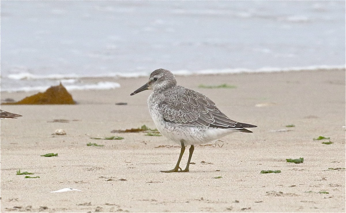 Red Knot - ML363576741