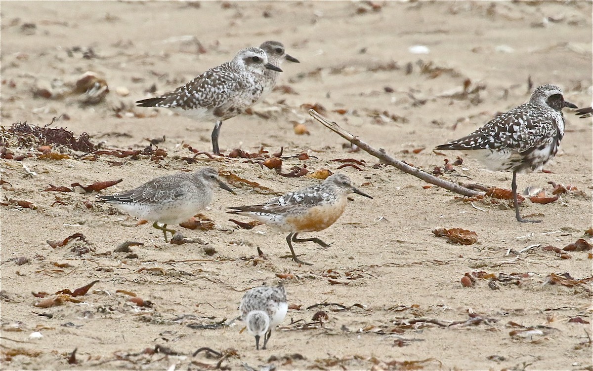 Red Knot - ML363576951