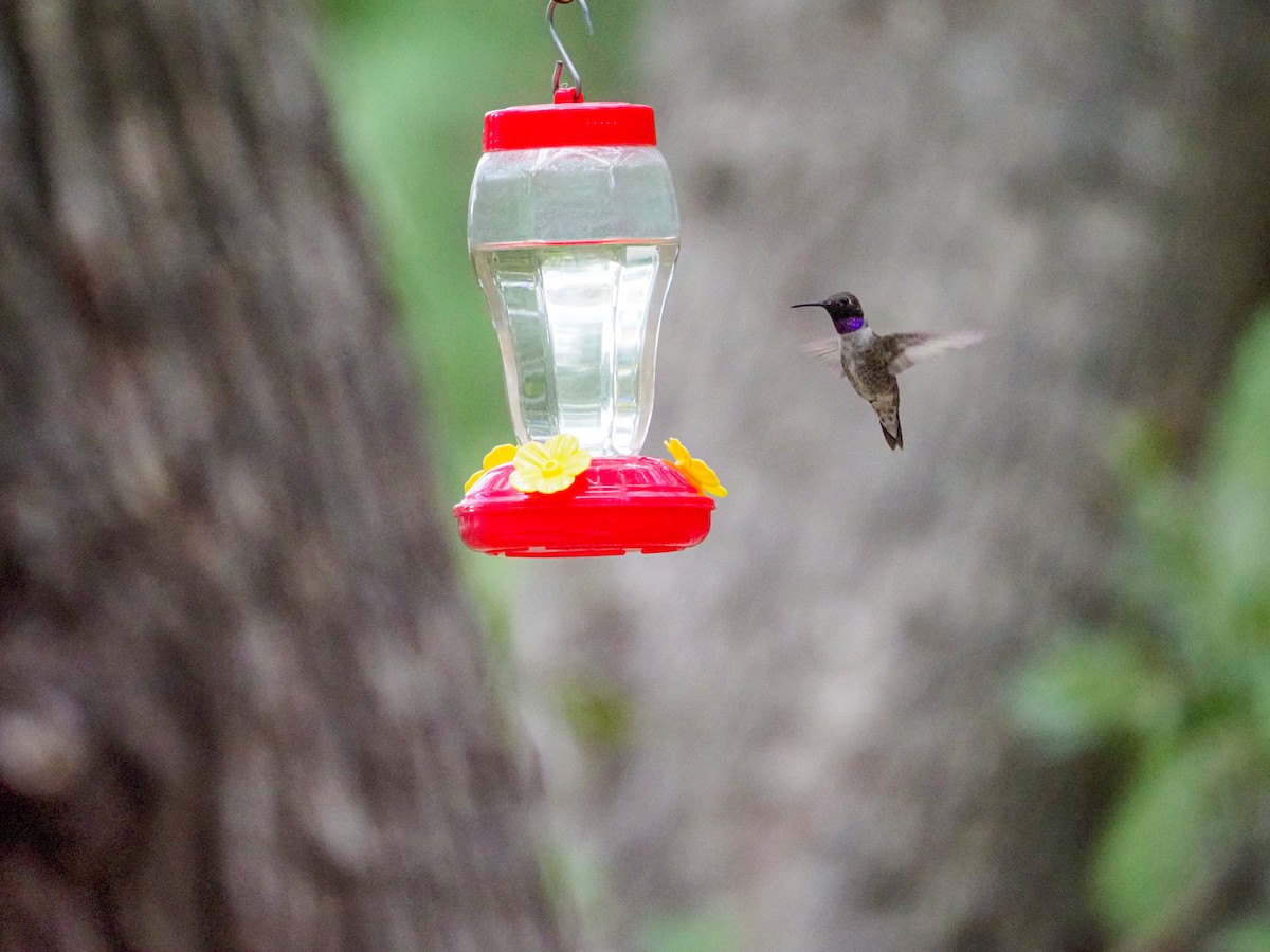 Black-chinned Hummingbird - ML363577871
