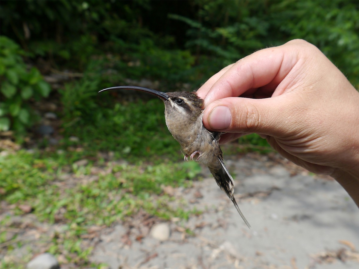kolibřík dlouhozobý - ML36358231
