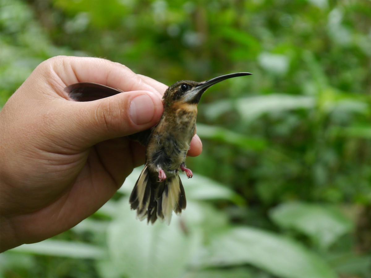 Бородатый колибри-отшельник - ML36359061