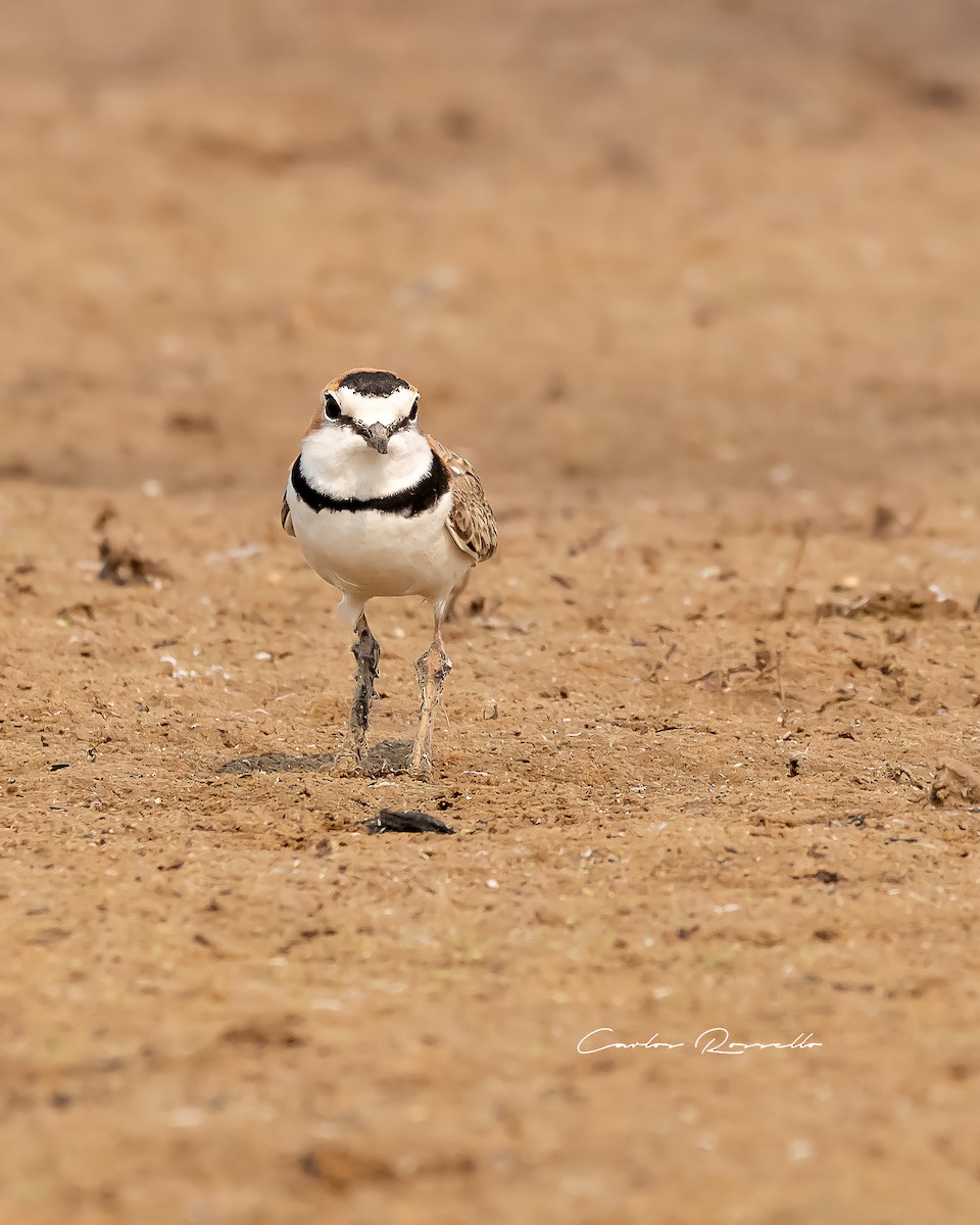 Collared Plover - ML363590791