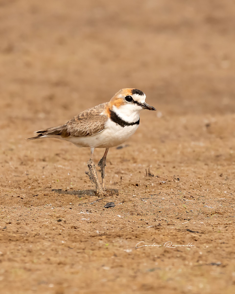 Collared Plover - ML363590801