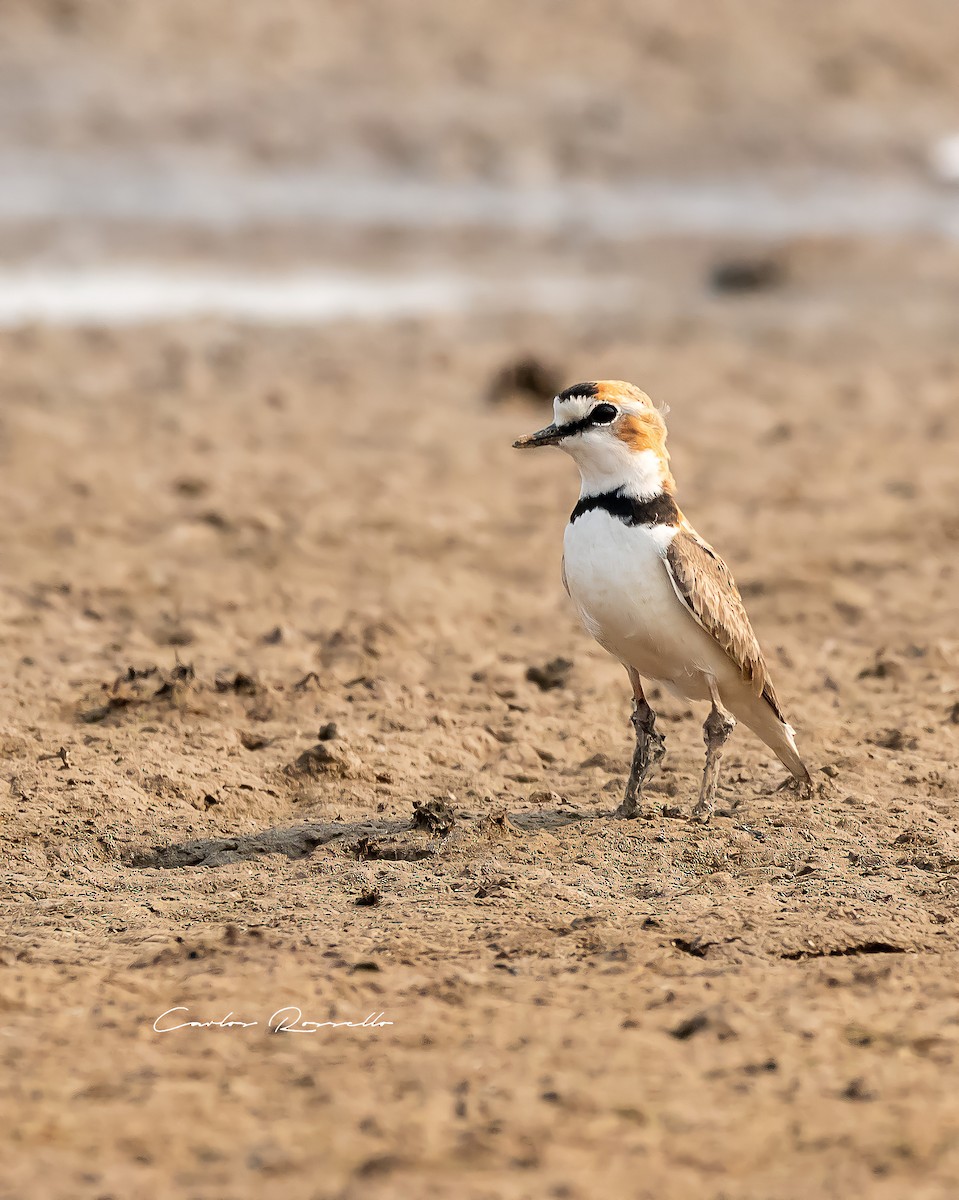 Collared Plover - ML363590821