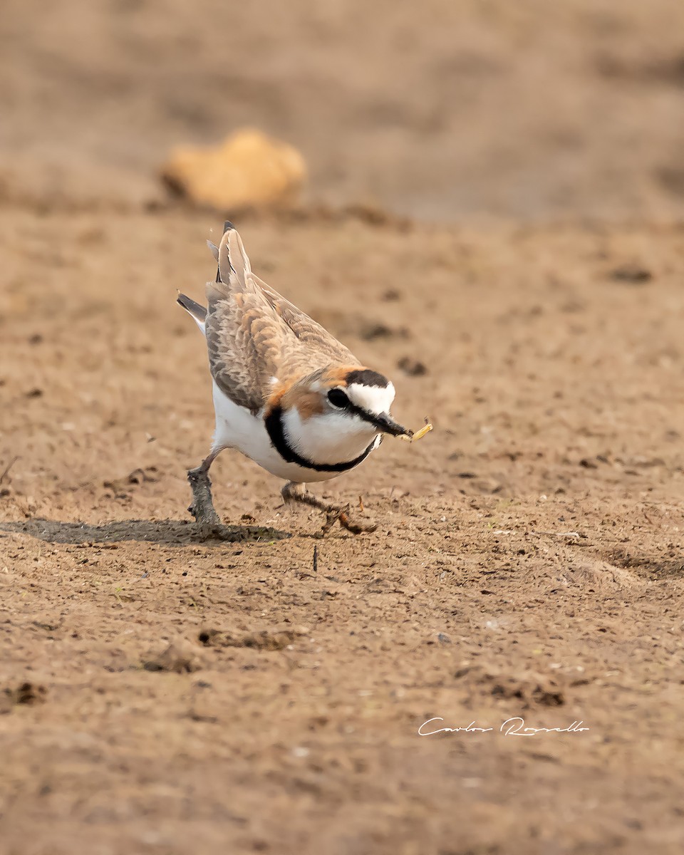 Collared Plover - ML363590831