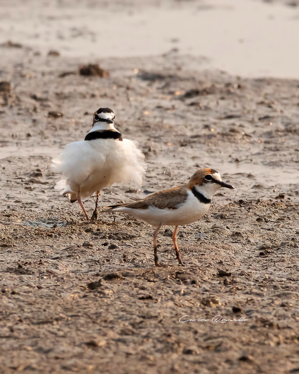 Collared Plover - ML363590841