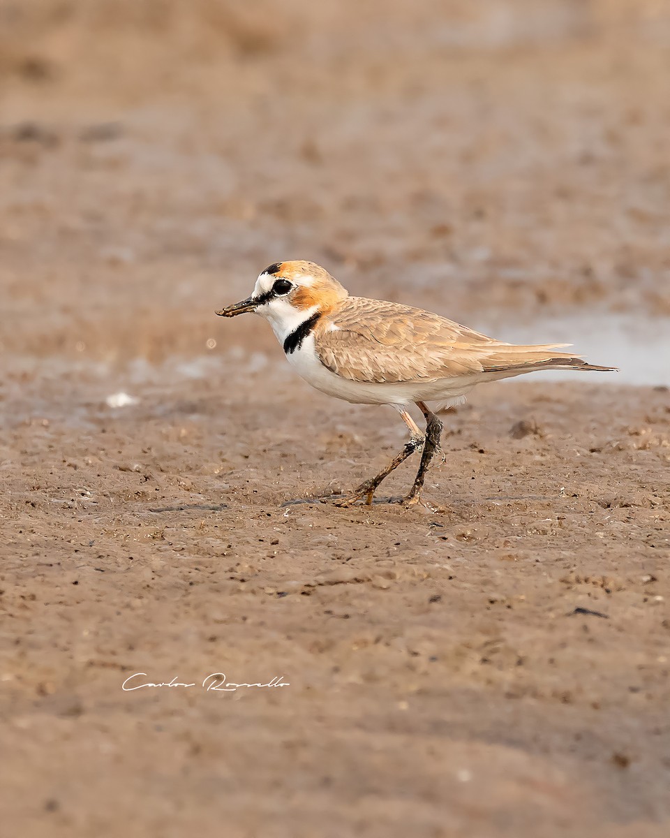 Collared Plover - ML363590871