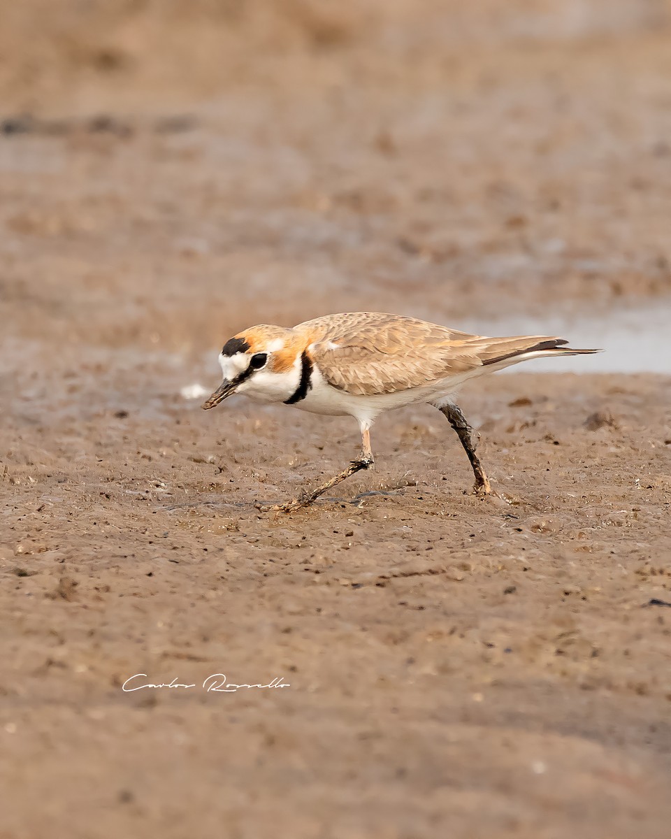 Collared Plover - ML363590891