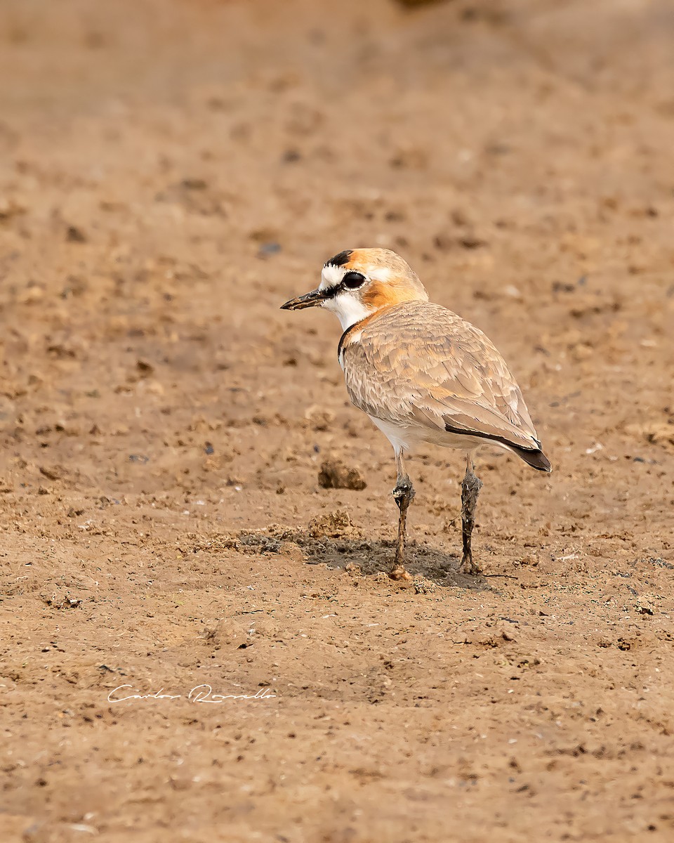 Collared Plover - ML363590901