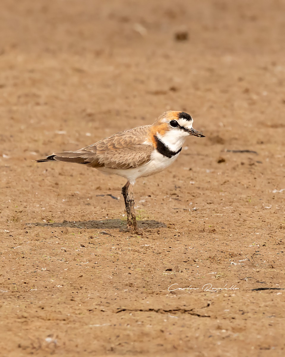 Collared Plover - ML363590911