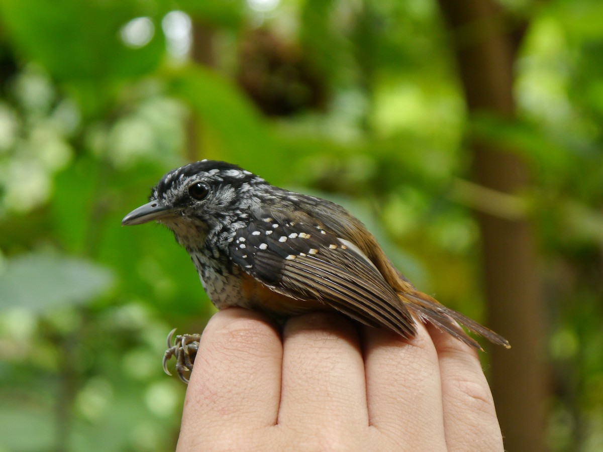 Peruvian Warbling-Antbird - ML36359151