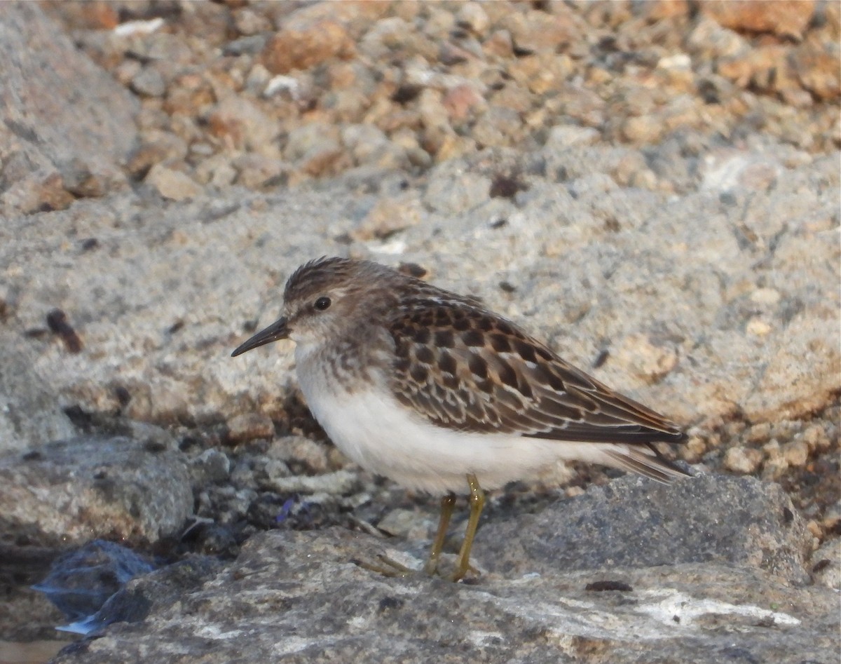 Least Sandpiper - Pair of Wing-Nuts