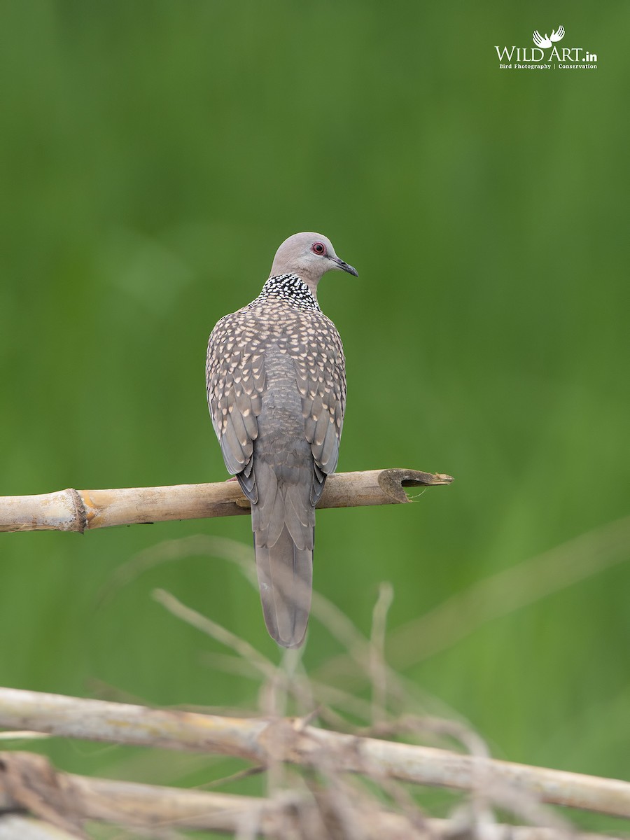 Spotted Dove - ML363595111