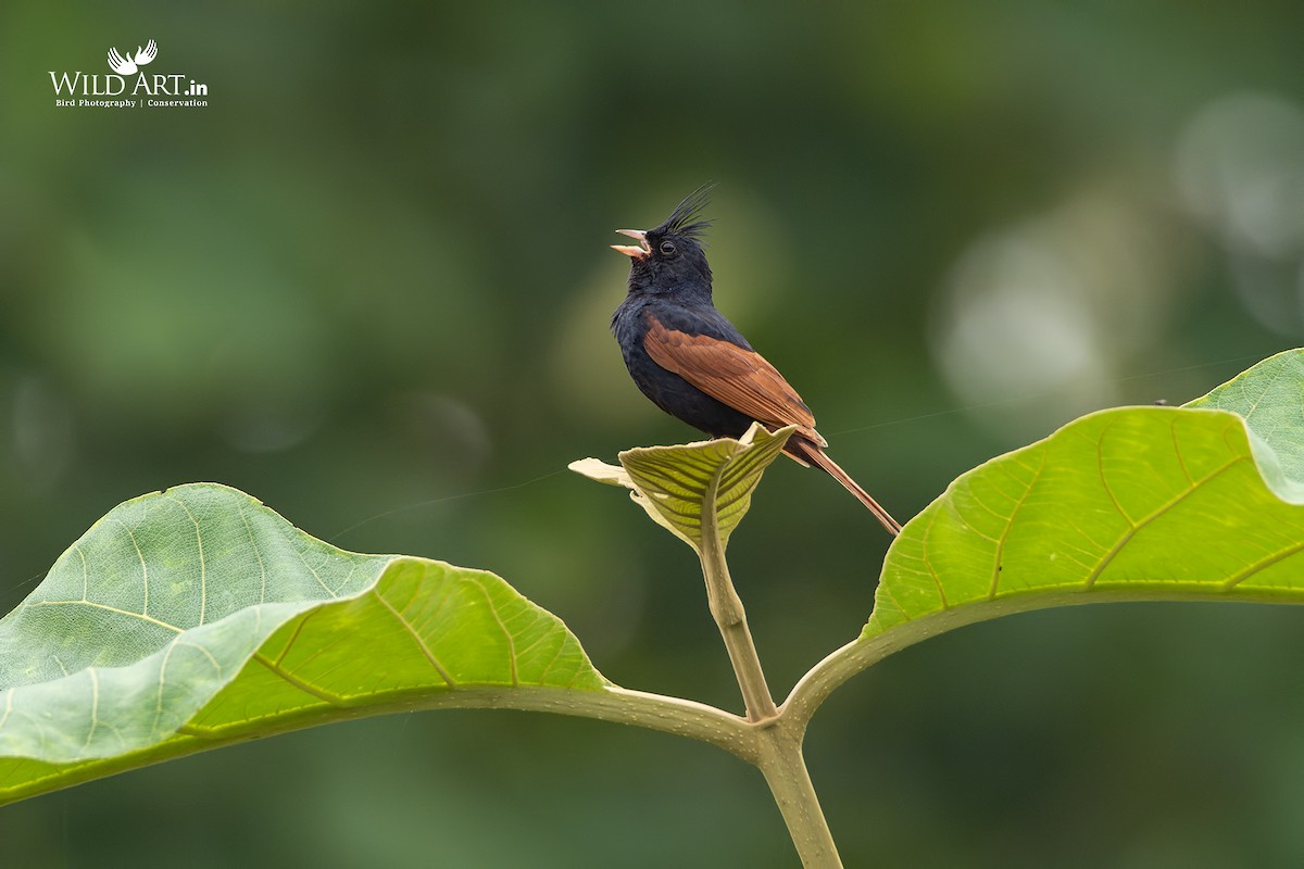 Crested Bunting - ML363595181